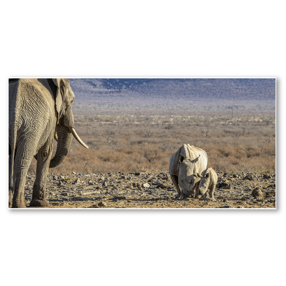 land-of-the-jiants-paul-haddon-fine-art-african-wildlife-nature-landscape-photography-elephants-rhino-framed-wall-art-print-on-canvas