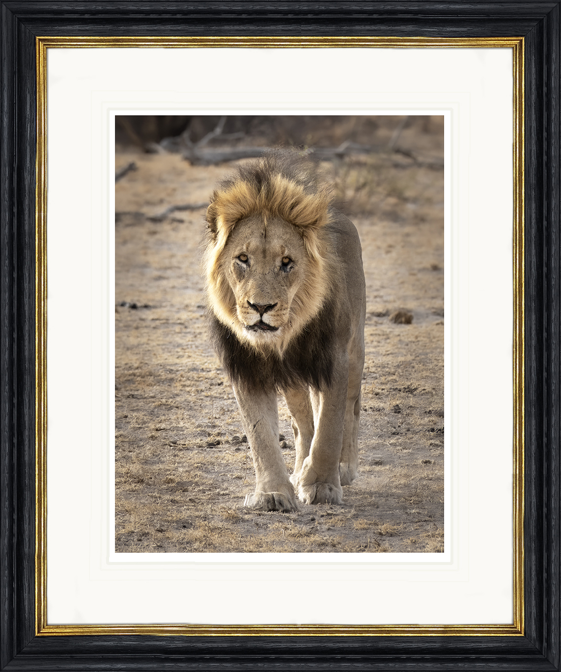 Sleepy-Eyes-framed-African-lion-print-by-Paul-Haddon-Photography-art