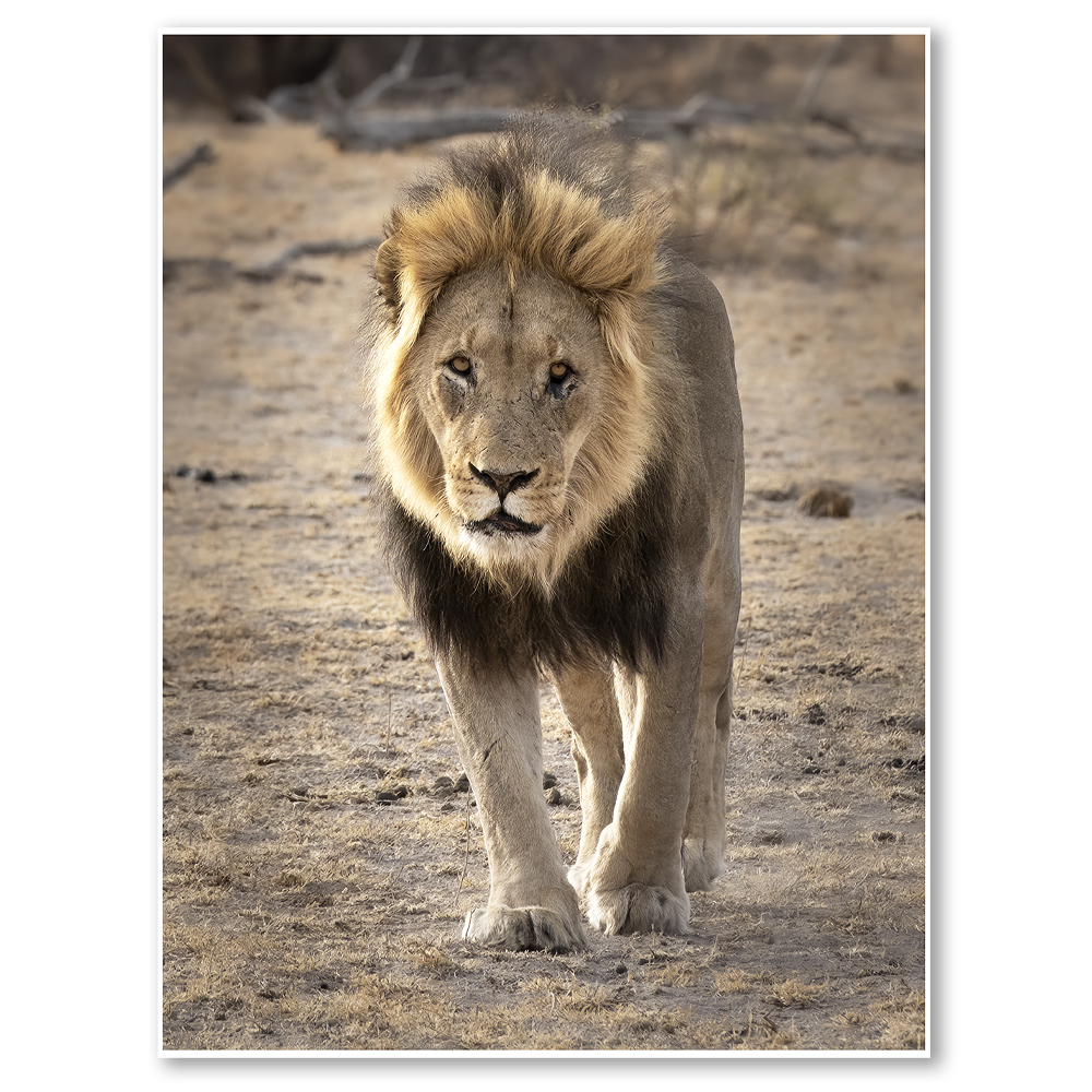 sleepy-eyes-paul-haddon-fine-art-african-wildlife-nature-landscape-photography