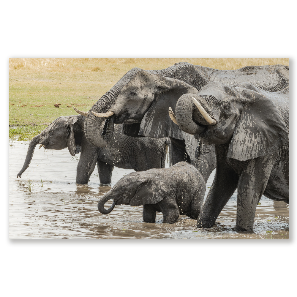 sauvuti-drinkers-framed-limited-edition-africa-elephantss-fiona-haddon