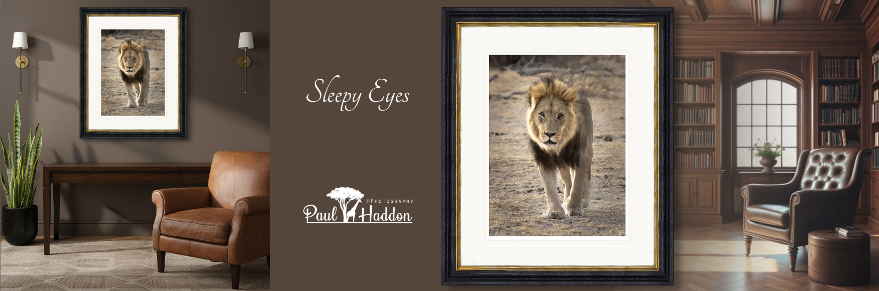 Paul-Haddon-Photography-Sleepy-Eyes-Lion-Africa-framed