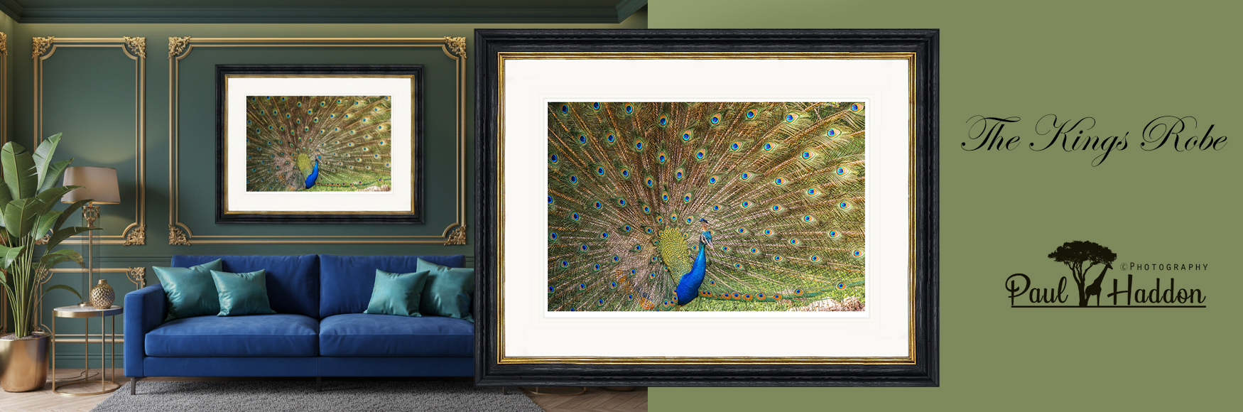 The-Kings-Robe-Peacock-Paul-Haddon-Wildlife-Photography-framed-wall-art