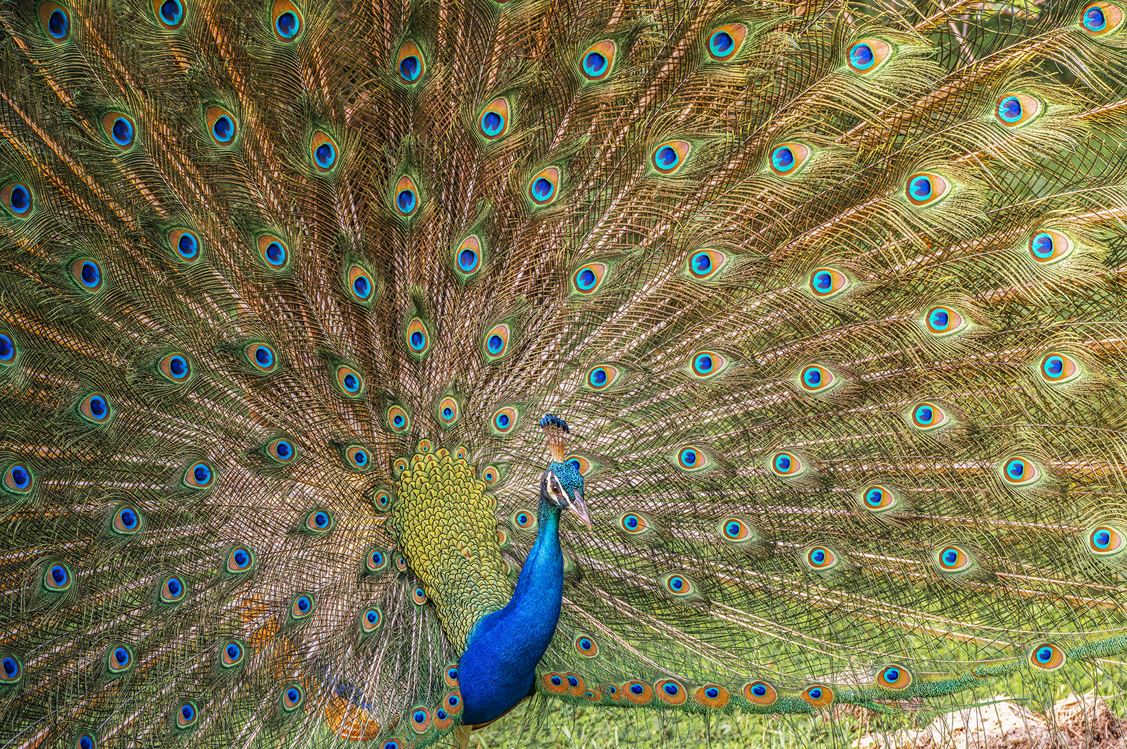 Paul-Haddon-Wildlife-Photography-Africa-Peacock