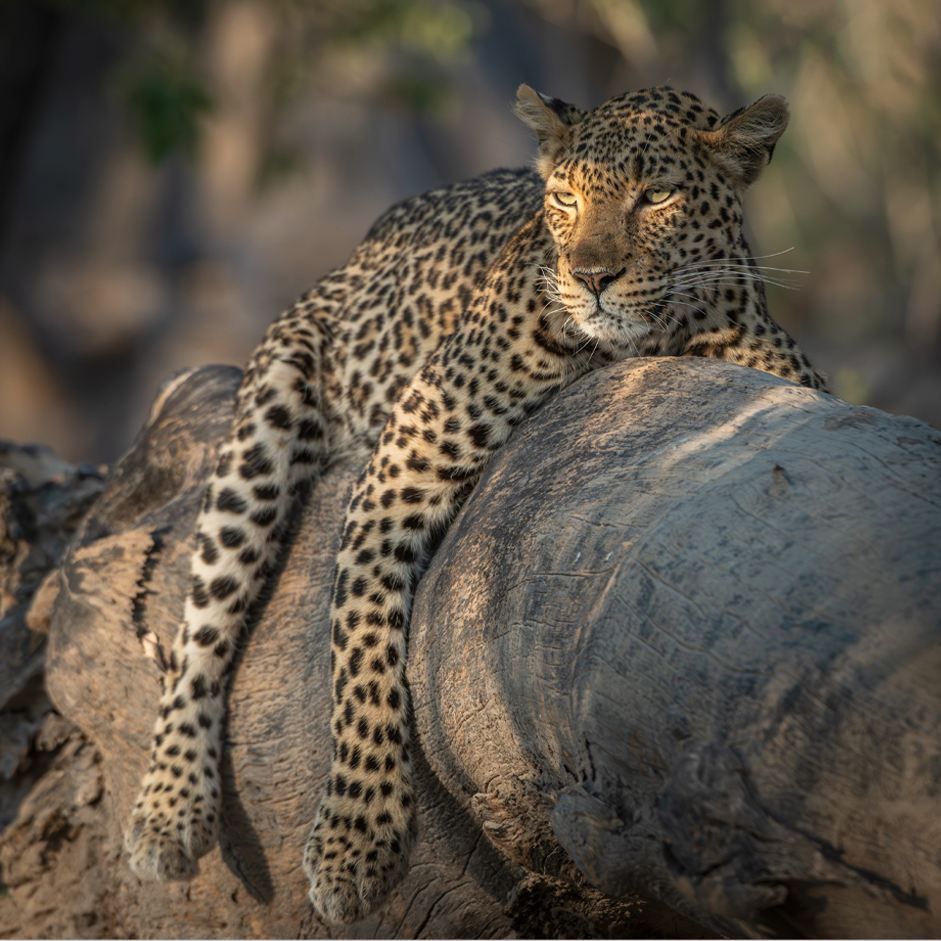 Paul Haddon Wildlife Photography Framed Prints