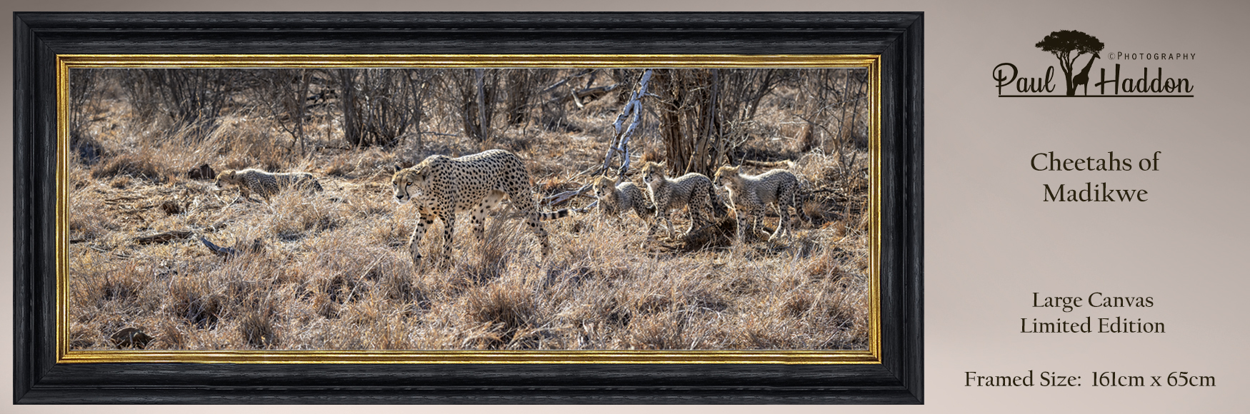 Paul Haddon Cheetahs of Madikwe Canvas Limited Edition framed